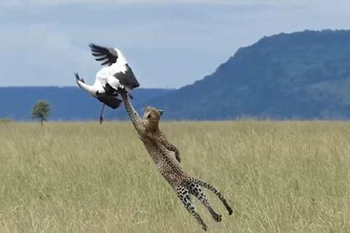 Báo hoa mai tung mình hết cỡ, nhưng vẫn vồ hụt cò con