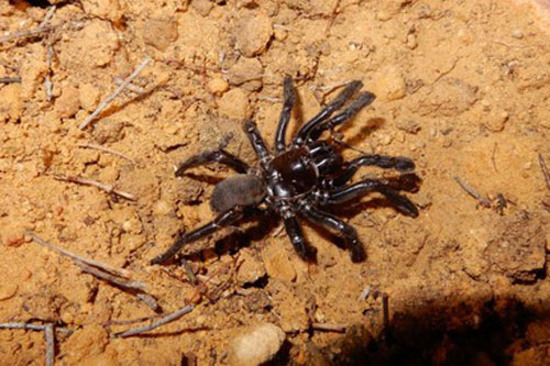 Nhện già 'chết đau đớn' trong cuộc chiến với ong bắp cày