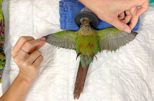 Cận cảnh cuộc "phẫu thuật" ghép lông giúp vẹt quý bị thương cất cánh bay trở lại