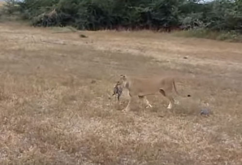 CLIP: Sư tử đoạt mạng lợn bướu trong "chớp mắt"