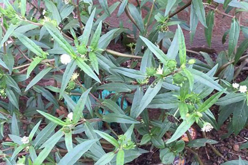 Cỏ mực và bài thuốc điều trị gan nhiễm mỡ