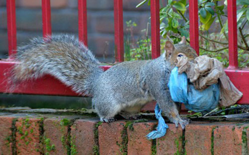 Kinh ngạc khả năng tái chế rác thải nhựa của Sóc