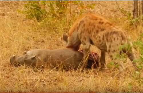 CLIP: Lợn bướu 'chết thảm' dưới nanh vuốt linh cẩu