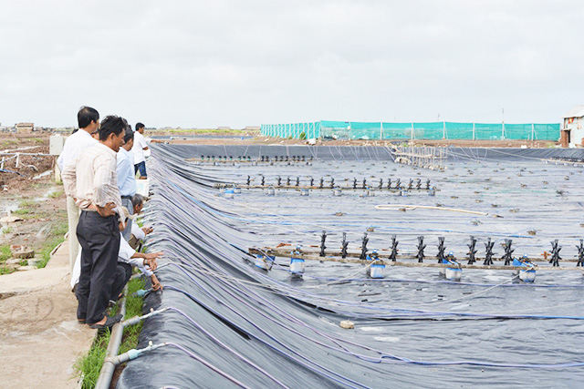 Long An: Giúp nông dân làm giàu từ nuôi tôm công nghệ cao