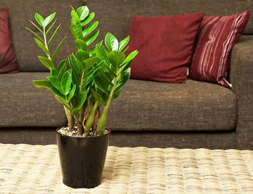 Muốn tài lộc vào nhà như "lũ", trồng ngay những loại cây phát lộc vừa đẹp vừa sang này