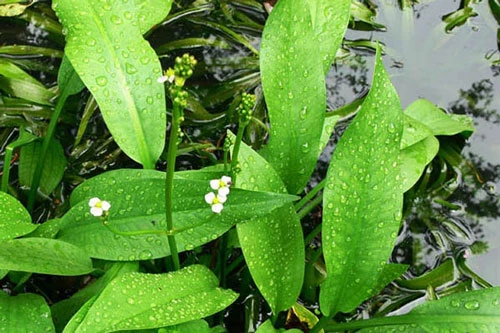 Cây trạch tả