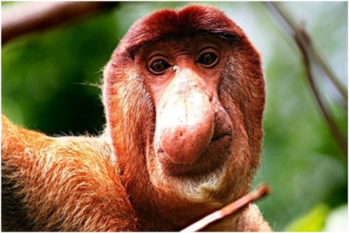 Top 10 loài động vật xấu xí nhất thế giới