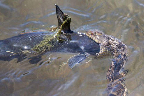 Kinh ngạc trước cảnh rắn nước 'vật lộn' để nuốt chửng cá trê "khủng"