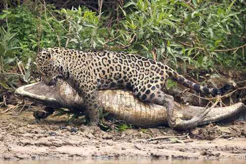 'Cuộc chiến sinh tử' giữa báo đốm và cá sấu khổng lồ