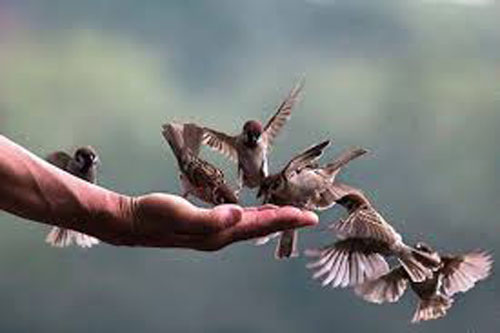 Ph&#x1EAD;t d&#x1EA1;y: H&#x1ECD;a ph&#xFA;c kh&#xF4;ng ng&#x1EAB;u nhi&#xEA;n t&#xEC;m &#x111;&#x1EBF;n, m&#xE0; ch&#xED;nh l&#xE0; do con ng&#x1B0;&#x1EDD;i t&#x1EF1; chi&#xEA;u m&#x1EDD;i