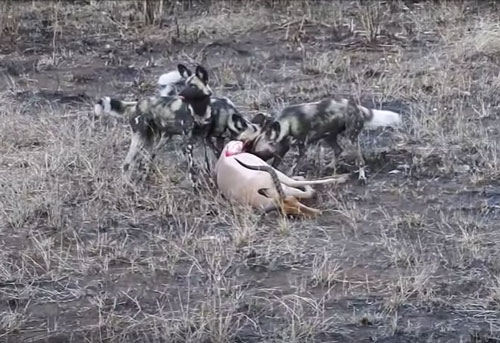 CLIP: Linh dương 'chết thảm' dưới nanh vuốt của đàn chó hoang