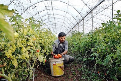 Hà Nội: Sẽ giãn nợ cho các HTX bị ảnh hưởng bởi dịch Covid-19