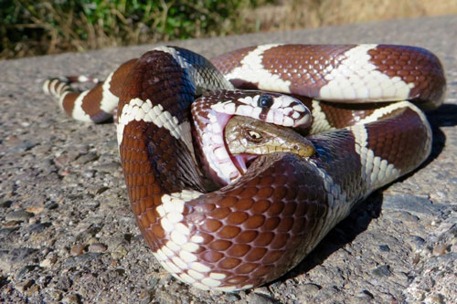 Bị rắn vua nuốt chửng, thằn lằn cá sấu vẫn cố ngoài người ra ngoài để cắn đối thủ