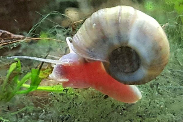 Loài động vật nhỏ xíu này đã giết chết 200.000 người mỗi năm