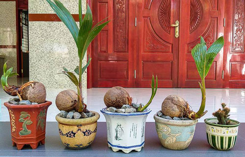 CLIP: Hướng dẫn trồng dừa bon sai trong chậu đẹp long lanh