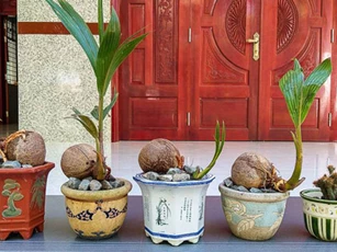 CLIP: Hướng dẫn trồng dừa bon sai trong chậu đẹp long lanh