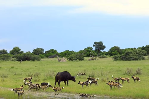 CLIP: Trâu rừng bất lực nhìn con non bị chó hoang ăn thịt