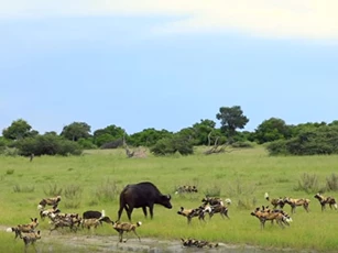 CLIP: Trâu rừng bất lực nhìn con non bị chó hoang ăn thịt