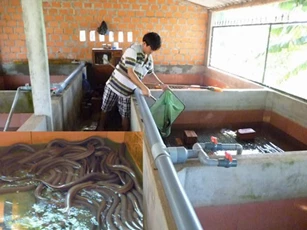 Hậu Giang: Làm giàu từ nuôi lươn