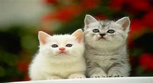 Tháng 3, "họa tam tai" gọi tên 3 con giáp, không cẩn thẩn lời ăn tiếng nói là dính thị phi