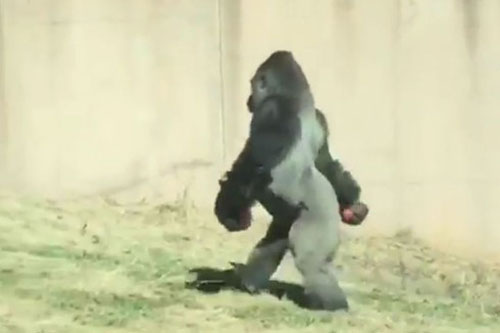 Khỉ đột đi hai chân như người vì... sợ bẩn tay!