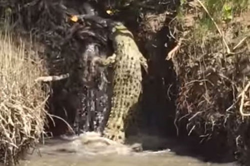 Cá sấu béo loay hoay tìm cách vượt thác nước kiếm ăn