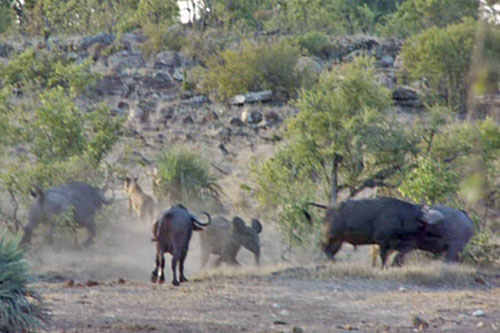 Khó tin trước cảnh trâu rừng cứu voi con khỏi móng vuốt sư tử