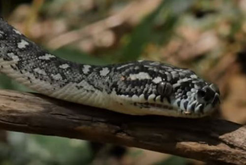 CLIP: 'Tất tần tật' những sự thật có thể bạn chưa biết về các loài rắn ở Hawaii