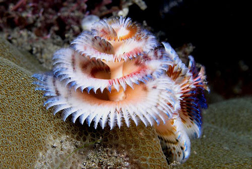 CLIP: 'Choáng váng' với vẻ đẹp của loài giun biển được ví như 'cây thông Noel' dưới đại dương