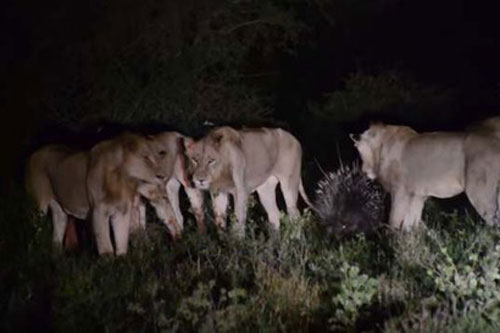 7 con sư tử đói bất lực trước con mồi nhỏ là... nhím