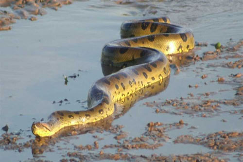 Rắn khổng lồ có biệt danh "sát thủ tàng hình" trong rừng rậm Amazon