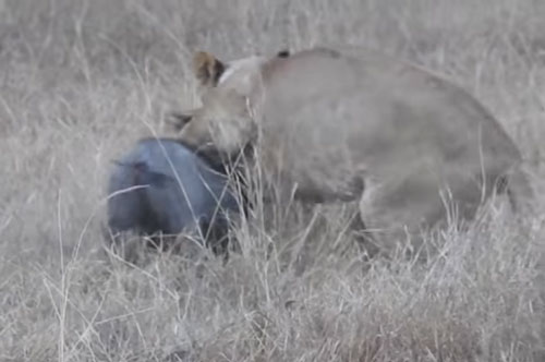 CLIP: Sư tử chui xuống hang đất đoạt mạng lợn bướu