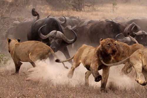 Trâu rừng dàn quân chống lại bầy sư tử trong trận chiến căng thẳng
