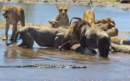 CLIP: Cá sấu cướp mồi của sư tử và cái kết