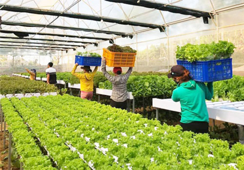 'Khơi thông' đầu ra cho rau quả