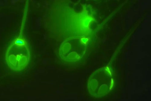 Các nhà khoa học phát hiện loài động vật đầu tiên trên Trái đất không hề thở