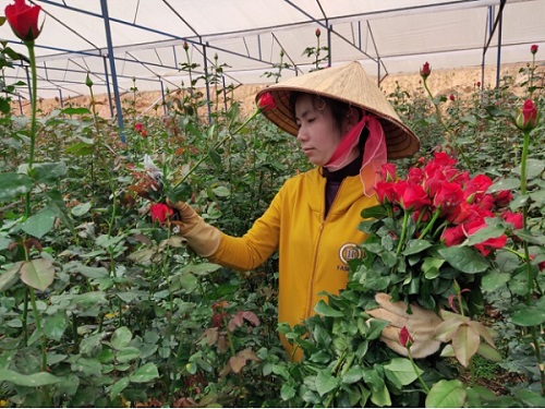 Hoa hồng Đà Lạt rớt giá thê thảm, hoa sáp “cháy hàng” 