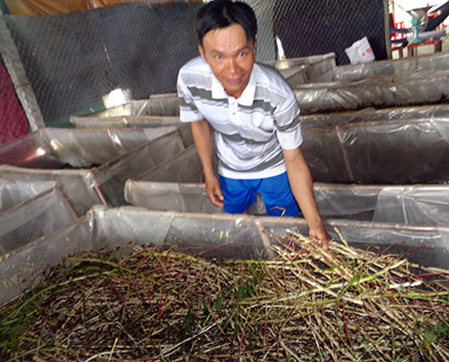 Hậu Giang: Làm giàu từ nuôi dế