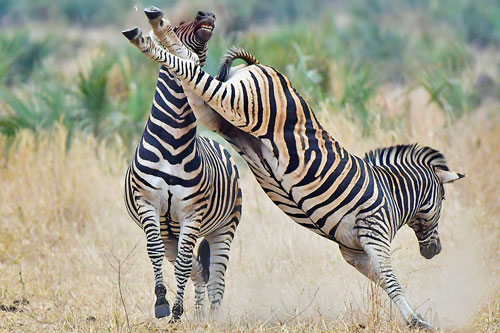 Cuộc ác chiến kịch liệt của 2 chú ngựa vằn