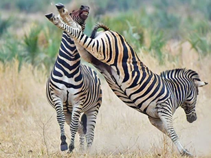 Cuộc ác chiến kịch liệt của 2 chú ngựa vằn