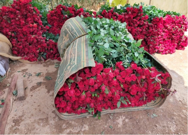 Hoa hồng đang được đóng gói để xuất bán xuống chợ hoa Hồ Thị Kỷ (TP.HCM).