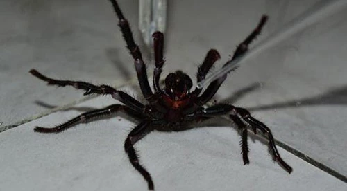 Cá thể nhện Colossus có nọc độc chết người.