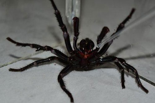 Nọc độc kinh hoàng của loài nhện "đoạt mạng" cũng chính là thuốc giải