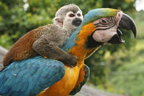 Chết cười với "hậu duệ Tôn Ngộ Không"