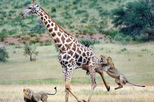 Cuộc chiến sinh tử giữa hươu cao cổ và hai con sư tử đói