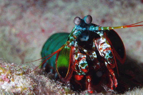 Những con vật sở hữu "siêu năng lực" đáng sợ nhất hành tinh