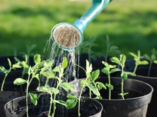 Tưới nước sai cách ngày hè khiến cây chết, hoa tàn