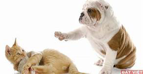 Lý giải quan niệm: "Mèo đến nhà thì khó, chó đến nhà thì sang"?