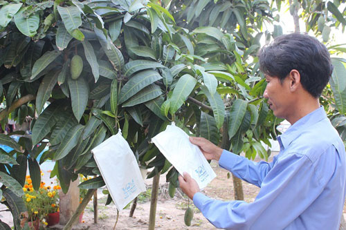 'Vựa nông sản' miền Tây trước 'bài toán' hạn, mặn