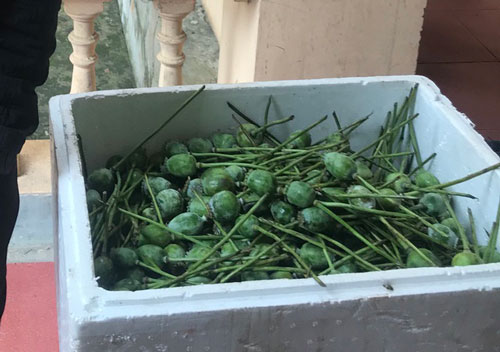 Nghệ An: Bắt giữ 2 nam thanh niên vận chuyển 45kg quả thuốc phiện tươi